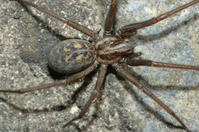  esk Arachnologick Spole nost 
