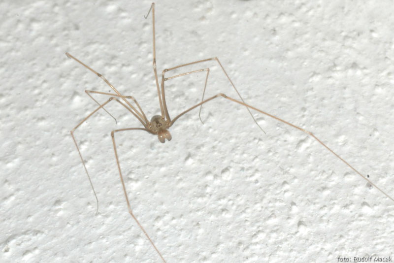  esk Arachnologick Spole nost Pholcus Opilionoides Schrank 1781 