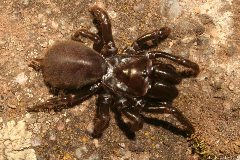 Česká arachnologická společnost Atypus piceus (Sulzer, 1776