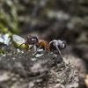 Mravenec lužní © Oto Zimmermann