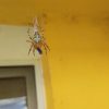 Araneus diadematus © Petr Jelen