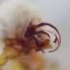 Porrhomma microps, expandovaný bulbus samce &copy; Kryštof Rückl