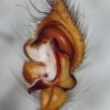 Maimuna vestita, palp samce &copy; Kryštof Rückl