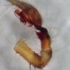 Tegenaria hasperi, palp samce &copy; Kryštof Rückl