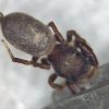 Sibianor aurocinctus &copy; Kryštof Rückl