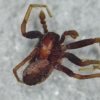 Thanatus sabulosus, male &copy; Kryštof Rückl