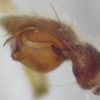 Thanatus sabulosus, male &copy; Kryštof Rückl