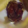 Tenuiphantes zimmermanni, male &copy; Kryštof Rückl