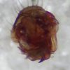 Tenuiphantes zimmermanni, male &copy; Kryštof Rückl