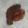 Agyneta affinis, palpus &copy; Kryštof Rückl
