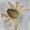 Typhochrestus digitatus, female &copy; Kryštof Rückl