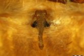 Araneus saevus - epigyne © Petr Dolejš