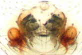 Ceratinella major - Epigyne (vulva)-ventrální pohled © Antonín Roušar