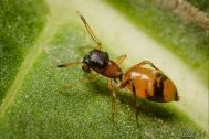 Myrmarachne formicaria - samice © Radek Šich