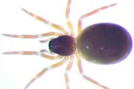 Staveleya pusilla, samička, 1,4 mm © Antonín Roušar