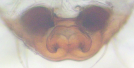 epigyna-ventrální pohled © Antonín Roušar