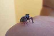 Macaroeris nidicolens © Petr Jelen