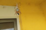 Araneus diadematus © Petr Jelen