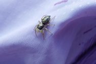 Heliophanus cupreus © Petr Jelen