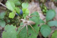 Pisaura mirabilis © Petr Jelen