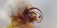 Porrhomma microps, expandovaný bulbus samce &copy; Kryštof Rückl
