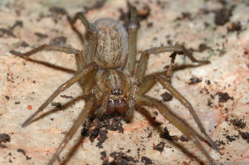 Imagen de la araña vagabunda