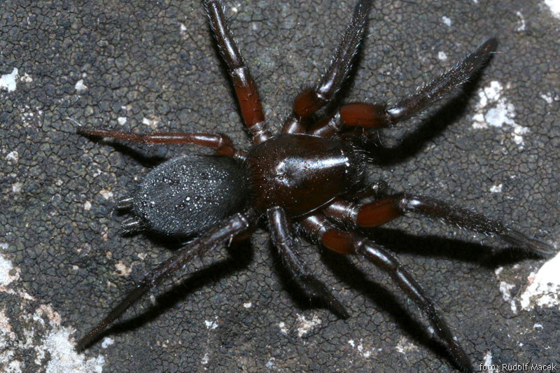 Czech Arachnological Society Genus Gnaphosa Family Gnaphosidae