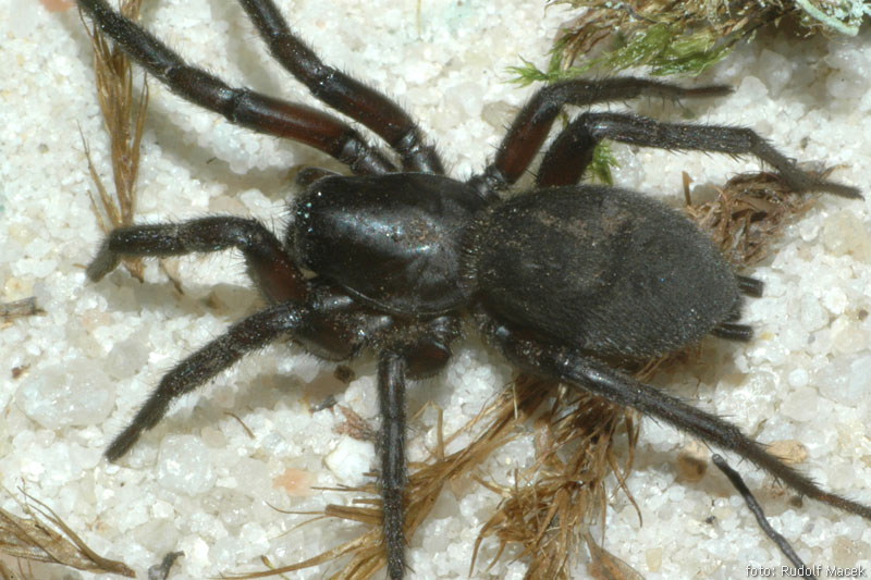 Czech Arachnological Society Genus Gnaphosa Family Gnaphosidae