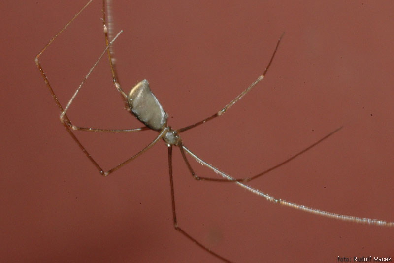 Czech Arachnological Society Pholcus Opilionoides Schrank 1781 