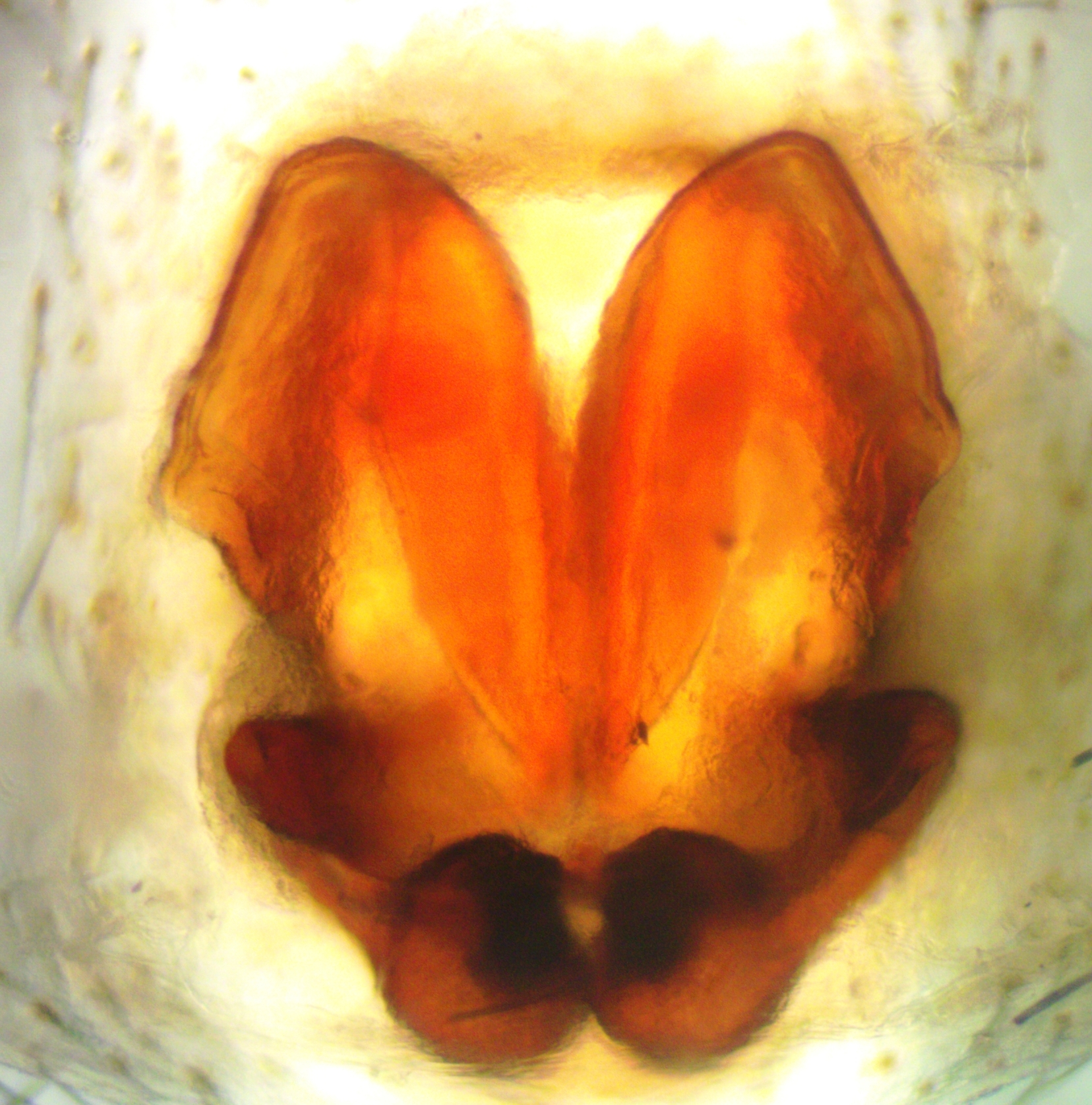  esk Arachnologick Spole nost 