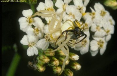 Misumena vatia