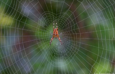 Araneus diadematus