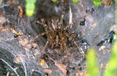 Agelena labyrinthica