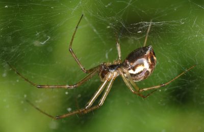 Linyphia triangularis