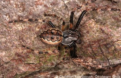 Nuctenea umbratica