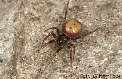 Steatoda bipunctata