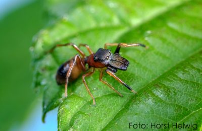 Myrmarachne formicaria