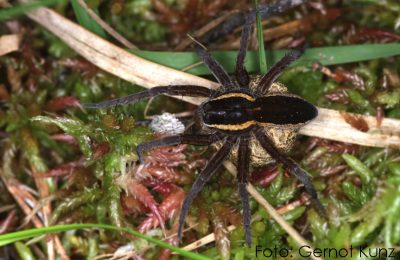 Dolomedes fimbriatus