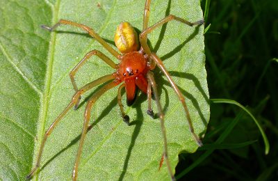 Cheiracanthium punctorium