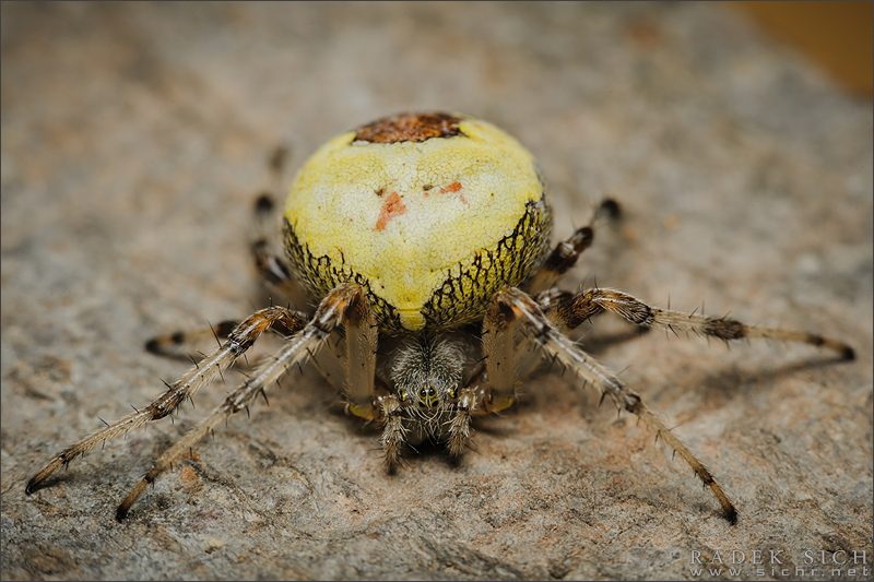 samice, forma pyramidatus © Radek Šich