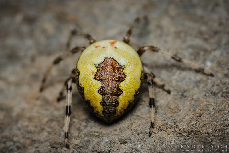 samice, forma pyramidatus © Radek Šich