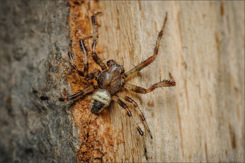 samec, forma pyramidatus © Radek Šich