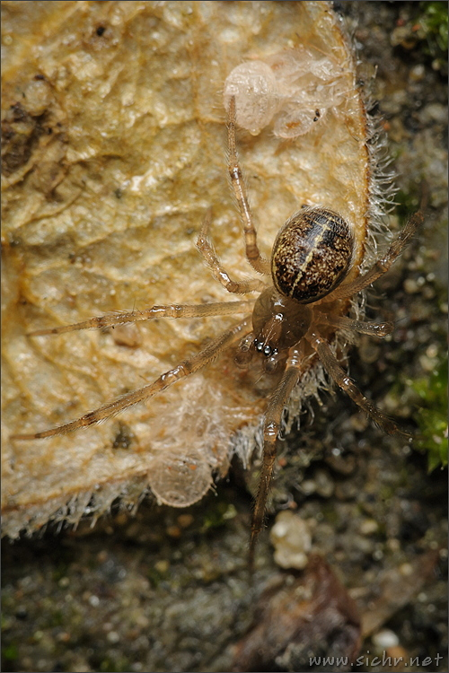 subadultní samec © Radek Šich