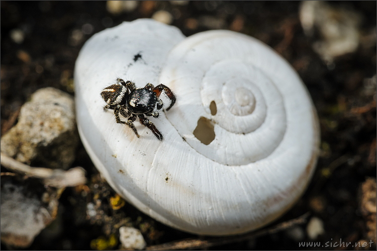 samec © Radek Šich