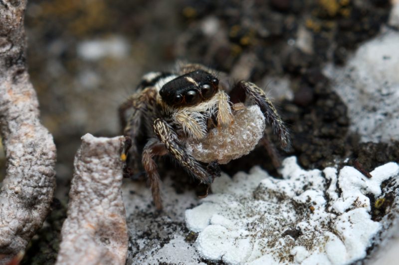 Pálava, srpen 2017 &copy; Petr Beneš