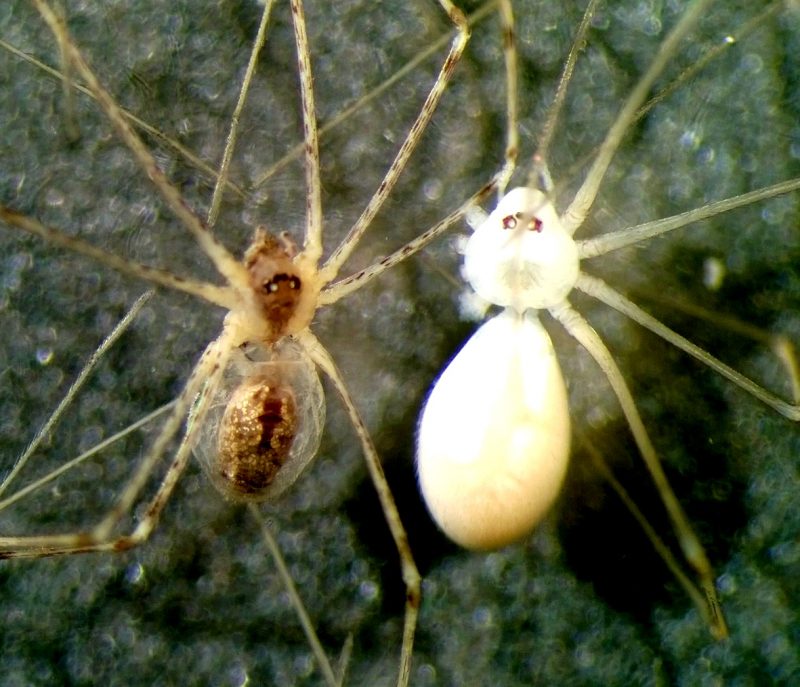 Vlevo mládě Holocnemus pluchei - 2 mm; vpravo mládě Pholcus phalangoides - 3 mm. © Antonín Roušar
