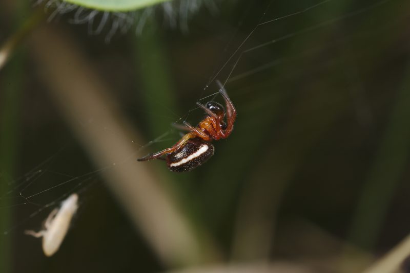 1.0 Hypsosinga cf. pygmaea © Oto Zimmermann