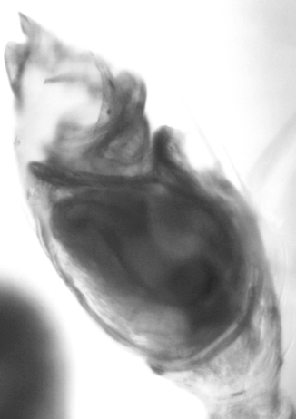 Carniella brignolii © Antonín Roušar