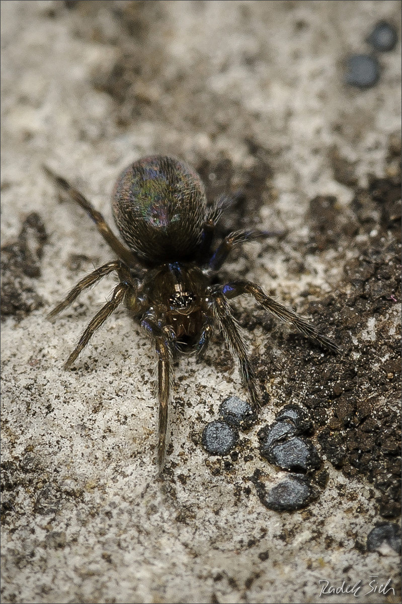 samice, cf. © Radek Šich