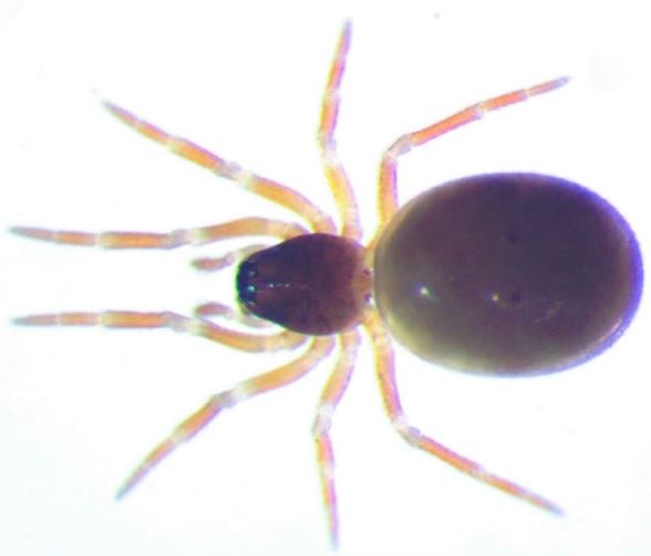 Staveleya pusilla, samička, 1,4 mm © Antonín Roušar